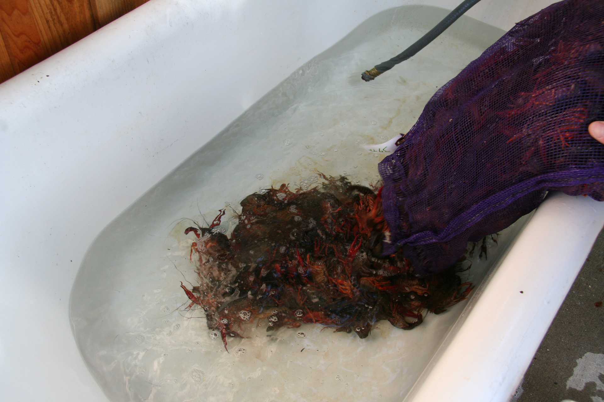 Frische Flusskrebse/Fresh crawfish
